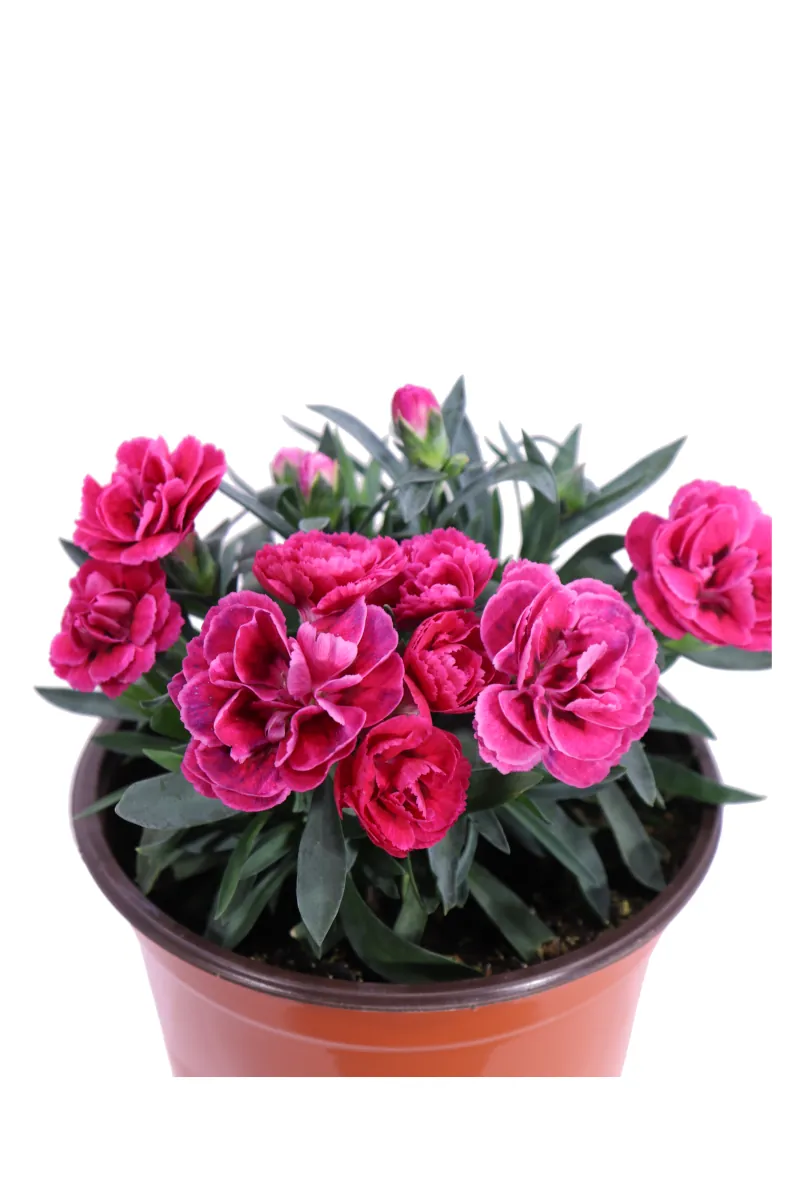Garofano - Dianthus Caryophyllus Fucsia v14 egarden.store online