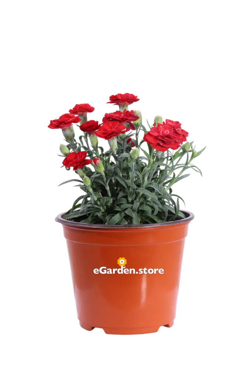 Garofano - Dianthus Caryophyllus Rosso v14 egarden.store online
