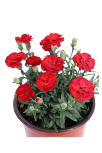 Garofano - Dianthus Caryophyllus Rosso v14 egarden.store online