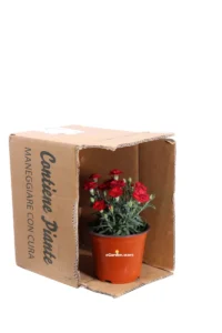 Garofano - Dianthus Caryophyllus Rosso v14 egarden.store online