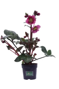 Helleborus Anna's Red v13 egarden.store online