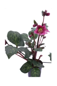 Helleborus Anna's Red v13 egarden.store online