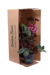 Helleborus Anna's Red v13 egarden.store online