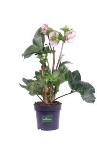 Helleborus Glenda's Gloss v15 egarden.store 1 Helleborus Glenda's Gloss v15 egarden.store online