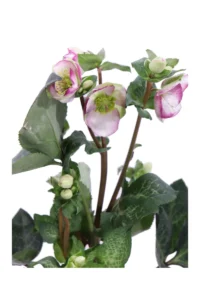 Helleborus Glenda's Gloss v15 egarden.store 4 Helleborus Glenda's Gloss v15 egarden.store online