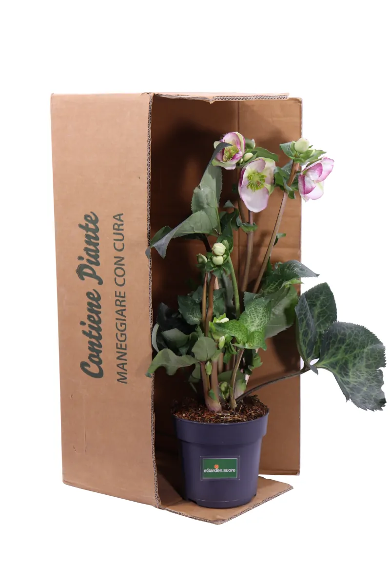 Helleborus Glenda's Gloss v15 egarden.store 5 Helleborus Glenda's Gloss v15 egarden.store online
