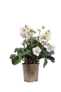 Helleborus Ice N' Roses Picotee v15 egarden.store online