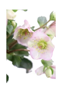 Helleborus Ice N' Roses Picotee v15 egarden.store online
