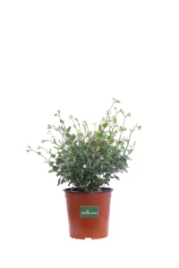 Kalanchoe Manginii v17 egarden.store online