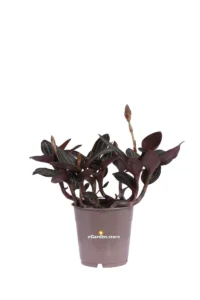Ludisia Discolor v12 egarden.store online