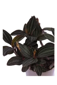 Ludisia Discolor v12 egarden.store online
