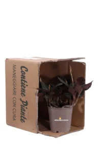 Ludisia Discolor v12 egarden.store online