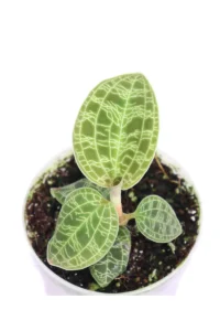 Macodes Petola Emerald v7 egarden.store online