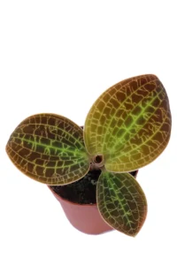 Macodes Petola Lightning Red v5 egarden.store online