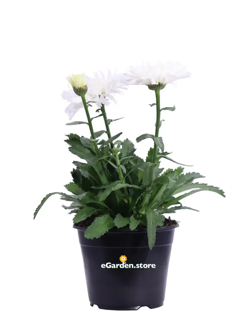 Margherita - Leucanthemum v14 egarden.store online