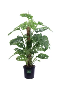 Monstera Monkey Leaf Bastone v16 egarden.store online