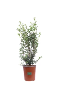 Osmanthus X Burkwoodii v18 egarden.store online