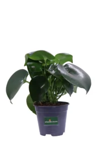 Peperomia Polybotrya