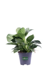 Philodendron Birkin v14 egarden.store online