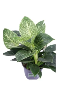 Philodendron Birkin v14 egarden.store online