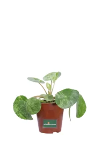 Pilea Peperomioides Mojito v13 egarden.store online