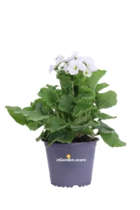 Primula Obconica - Varie Colorazioni