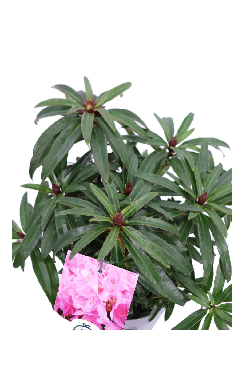 Rododendro Graziella v17 egarden.store online