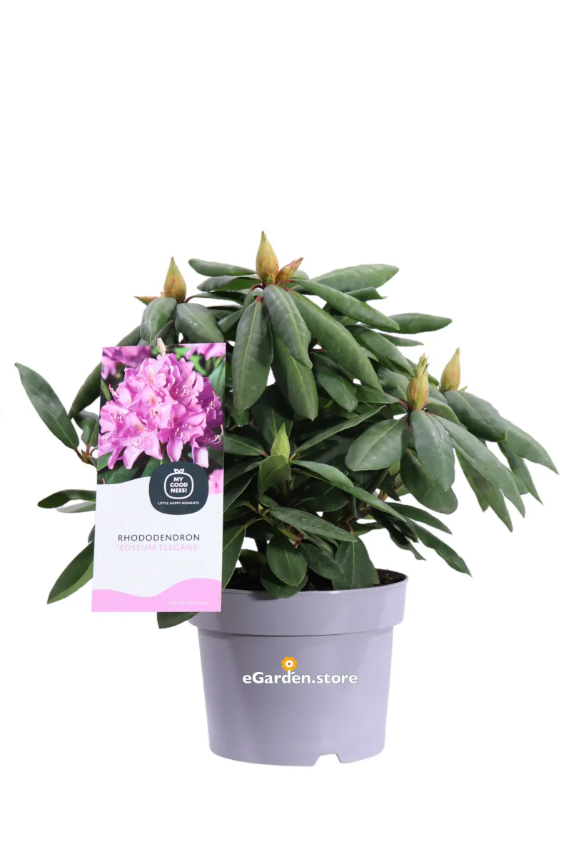 Rododendro - Rhododendron Hybridum Roseum Elegans v17 egarden.store online