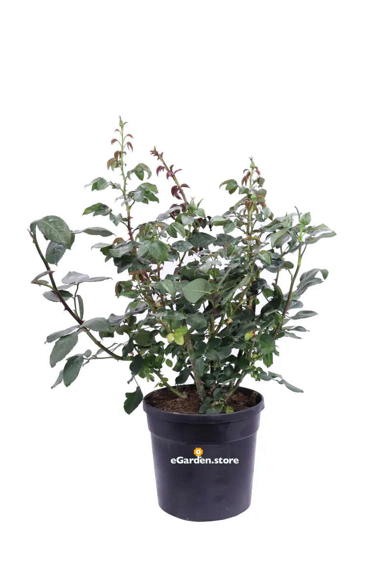 Rosa Grandiflora v17 egarden.store online
