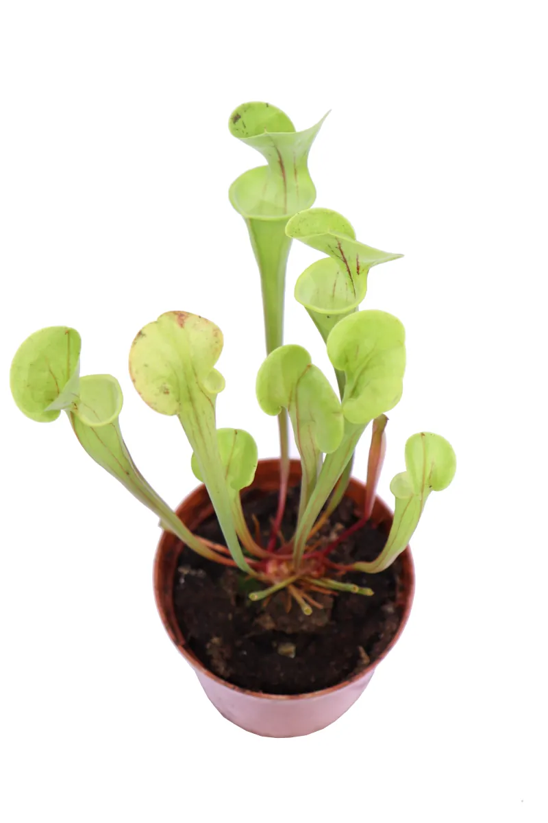 Sarracenia Flava v9 egarden.store online