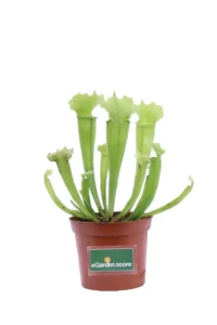 Sarracenia Vogel v9 egarden.store 1 Sarracenia Vogel v9 egarden.store online