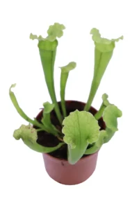 Sarracenia Vogel v9 egarden.store 2 Sarracenia Vogel v9 egarden.store online
