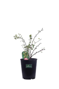 Uva Spina Bianca v17 egarden.store 1 Uva Spina Bianca v17 egarden.store online