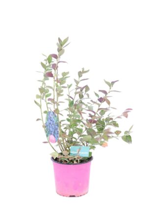 egarden.store vaccinium corymbosum (mirtillo) v17 1 online