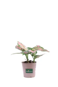 Aglaonema Spotted Star v12 egarden.store online