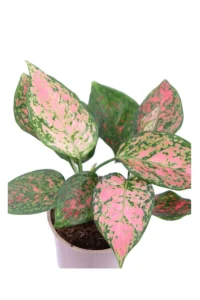 Aglaonema Spotted Star v12 egarden.store online
