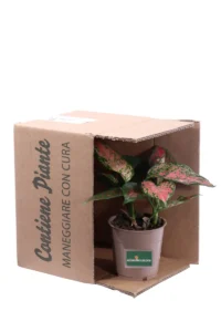 Aglaonema Spotted Star v12 egarden.store online