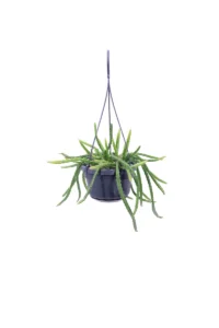 Aporocactus Melanie v14 egarden.store online