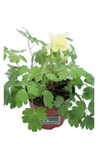Aquilegia Gialla v14 egarden.store 2 Aquilegia Gialla v14 egarden.store online