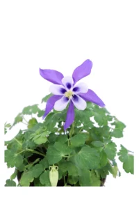 Aquilegia Viola v14 egarden.store 2 Aquilegia Viola v14 egarden.store online