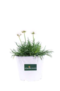 Armeria Maritima Bianca v14 egarden.store online