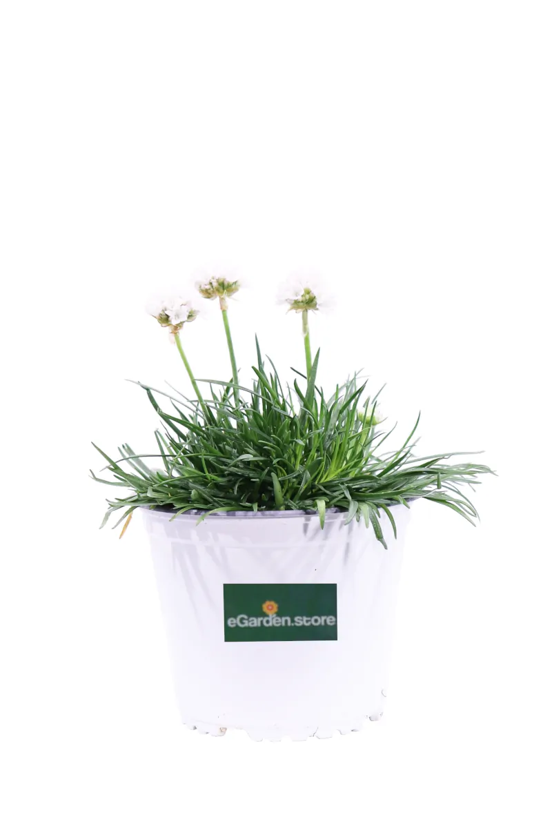 Armeria Maritima Bianca v14 egarden.store online