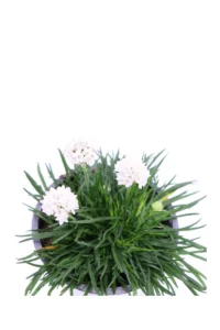 Armeria Maritima Bianca v14 egarden.store online