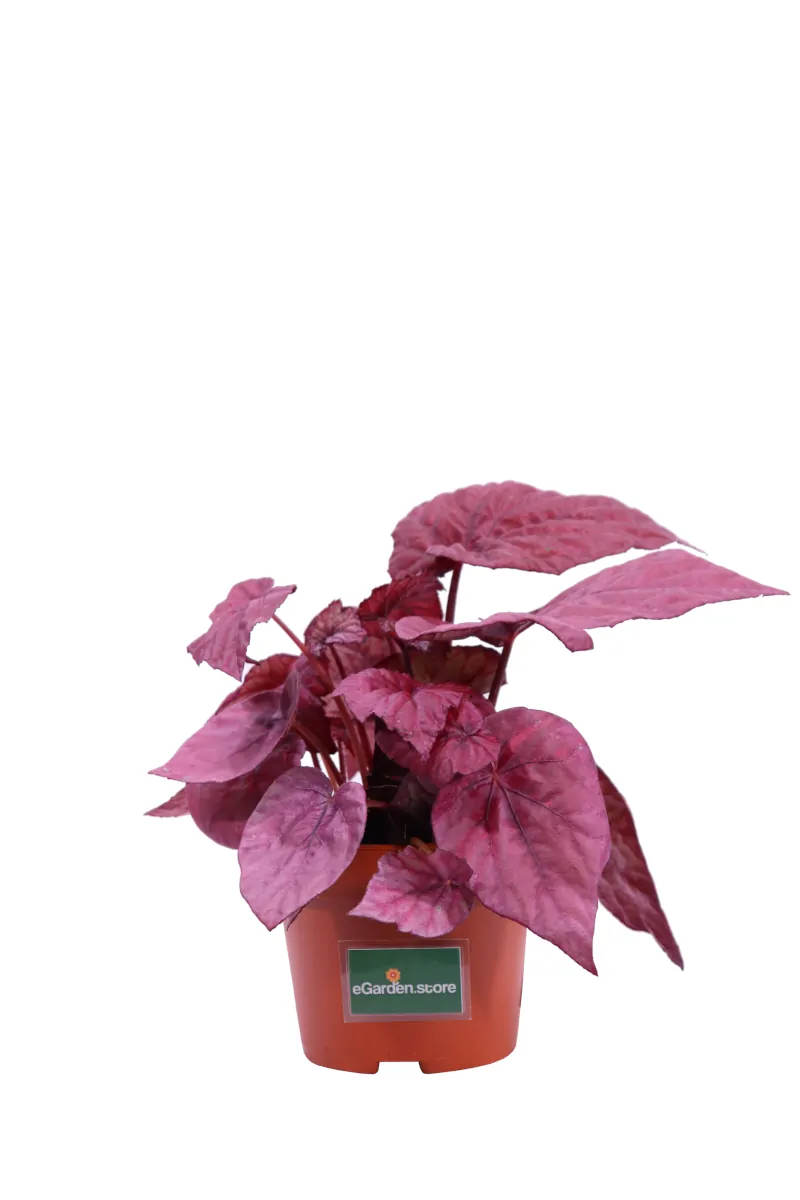 Begonia Beleaf Inca Flame v13 egarden.store online