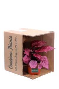 Begonia Beleaf Inca Flame v13 egarden.store online