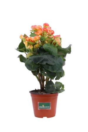 Begonia Elatior Arancione v14 egarden.store online