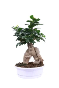 Bonsai Ficus Ginseng - Plastic v23 egarden.store online