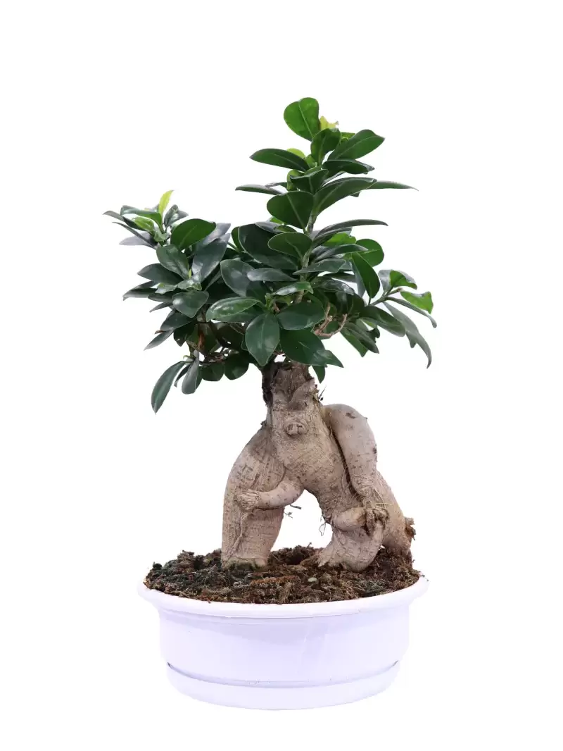 Bonsai Ficus Ginseng - Plastic v23 egarden.store online