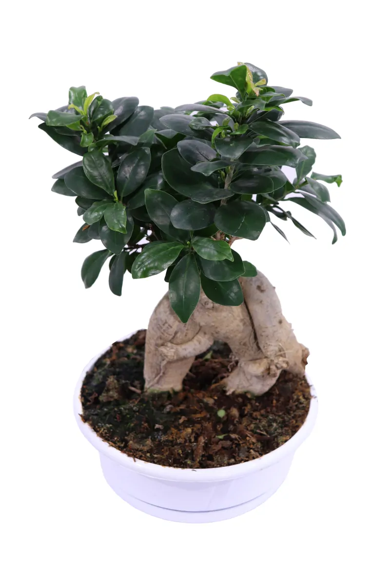 Bonsai Ficus Ginseng - Plastic v23 egarden.store online