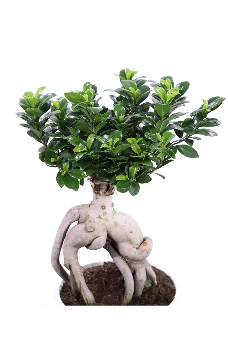 Bonsai Ficus Ginseng - Plastic v27 egarden.store online